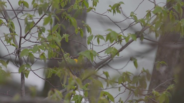 Prothonotary Warbler - ML259004751