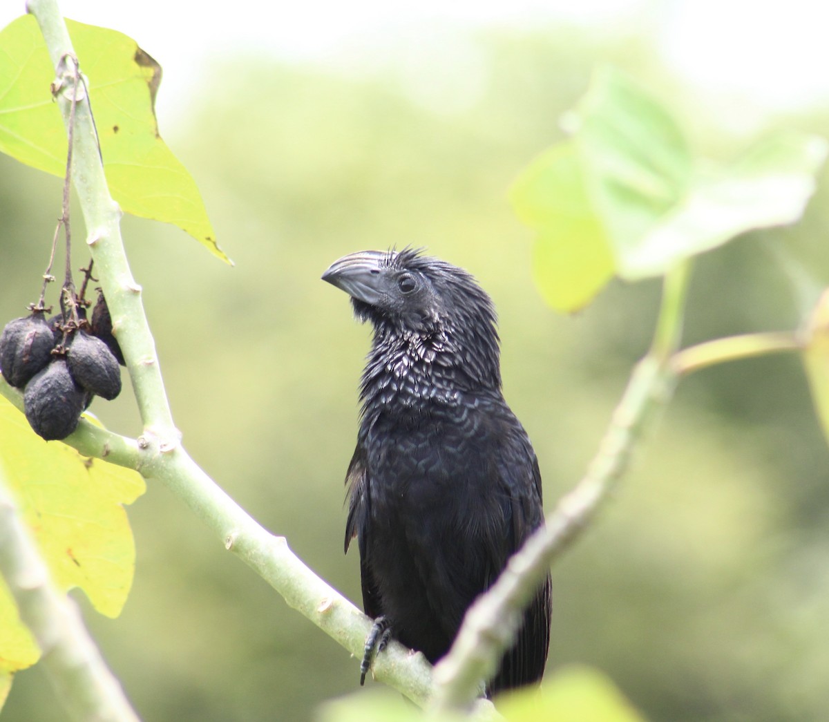 Groove-billed Ani - ML259004871