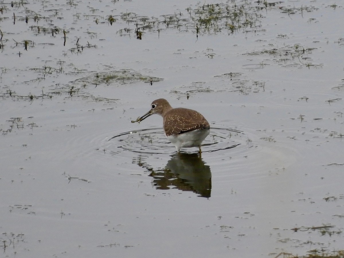 Solitary Sandpiper - ML259004951