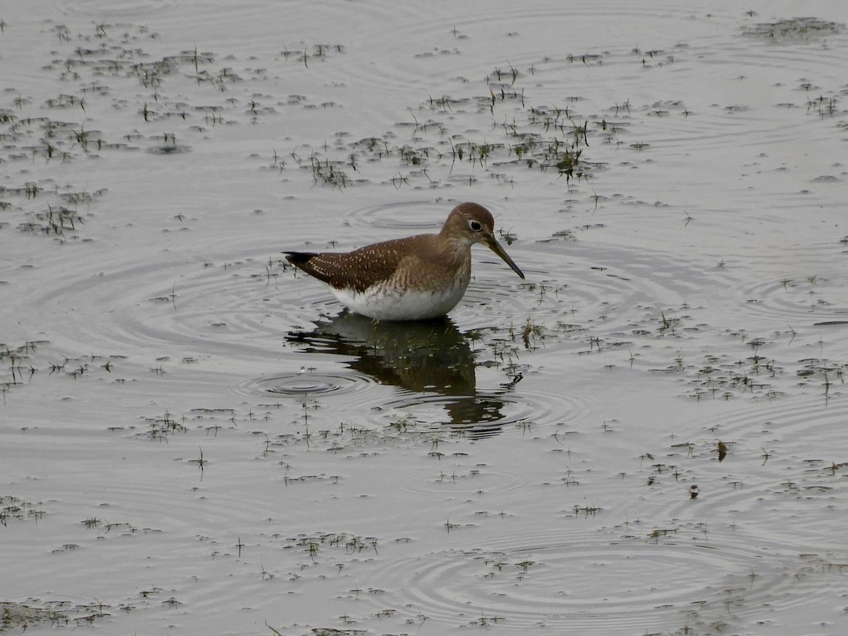 Solitary Sandpiper - ML259004961