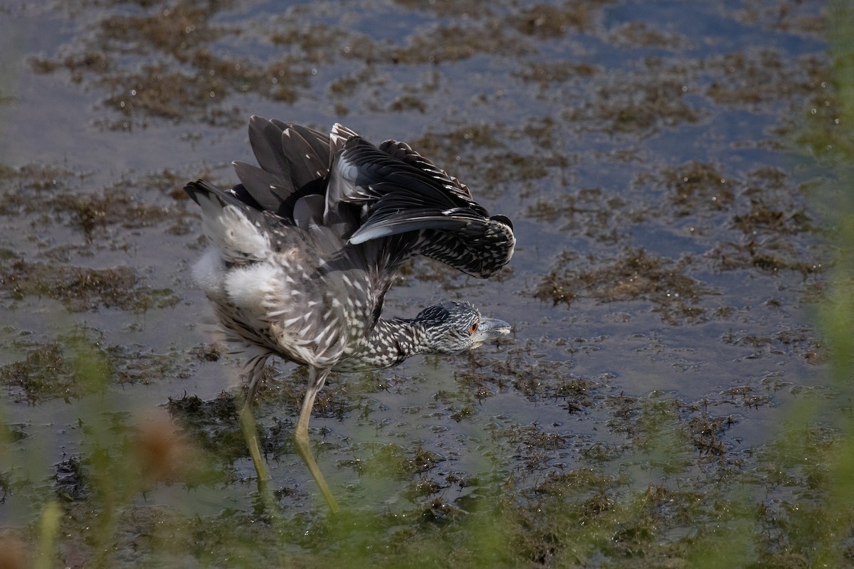 Yellow-crowned Night Heron - ML259005051