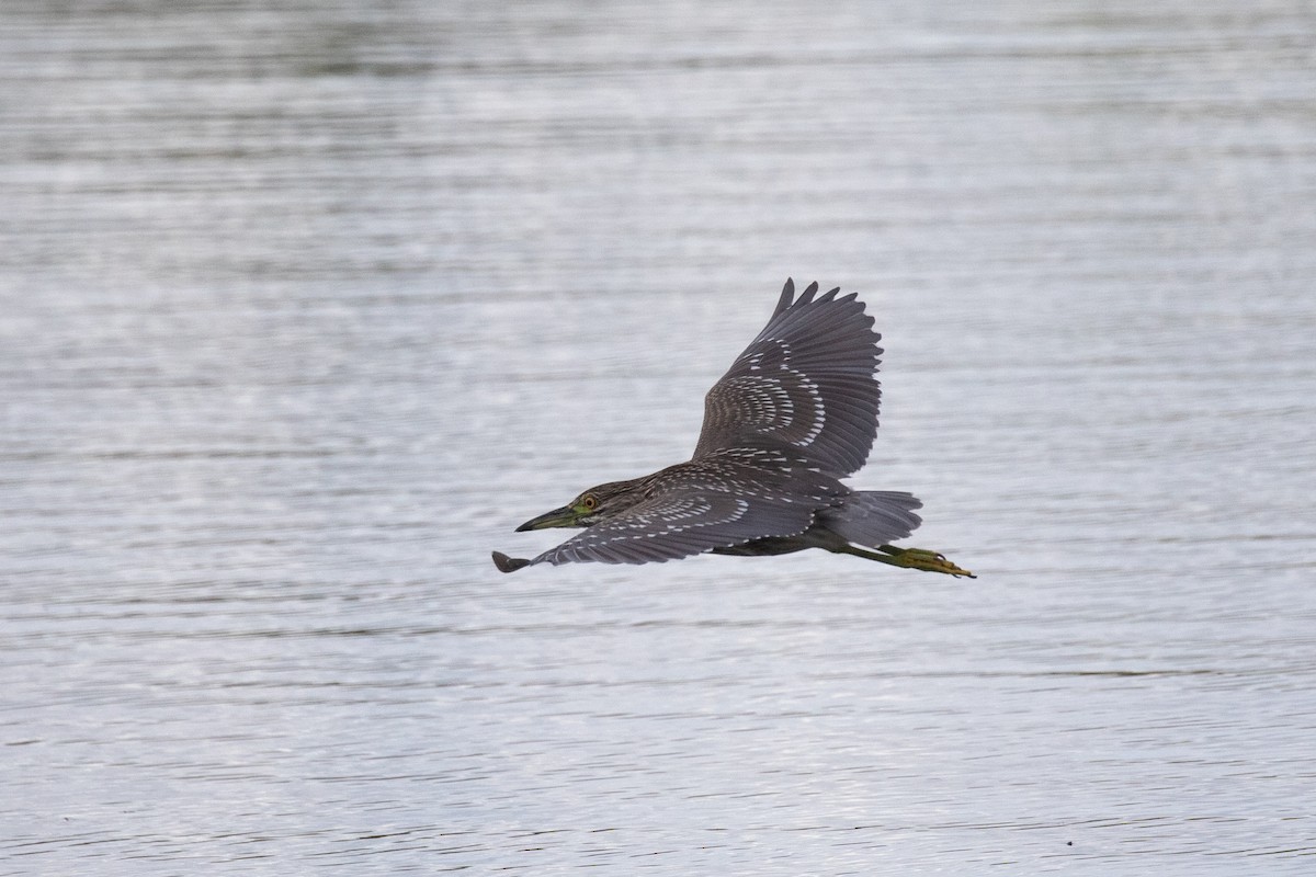 Black-crowned Night Heron - Richard and Marie  Ary
