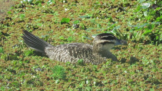 Masked Duck - ML259007591