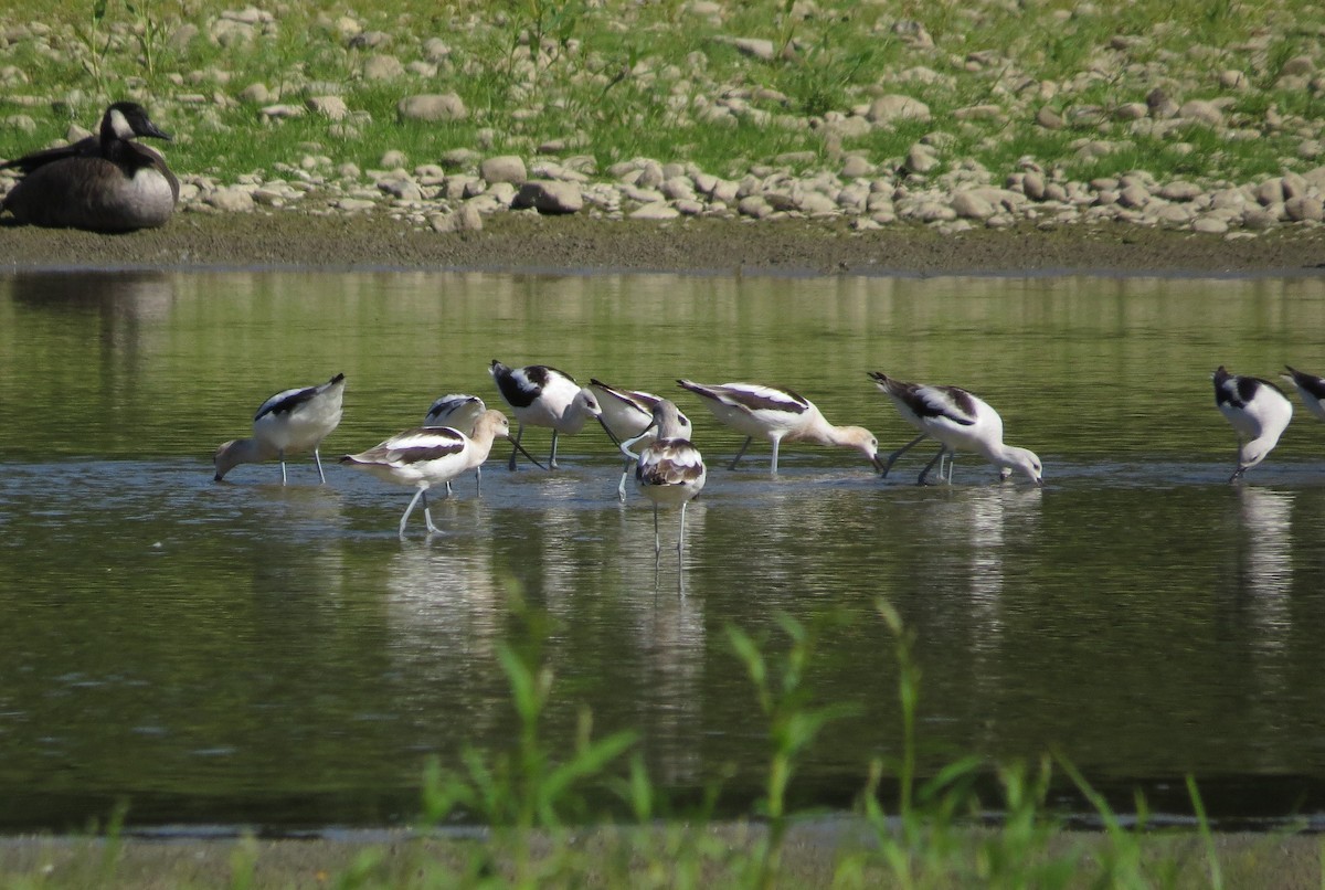 Avocette d'Amérique - ML259008291