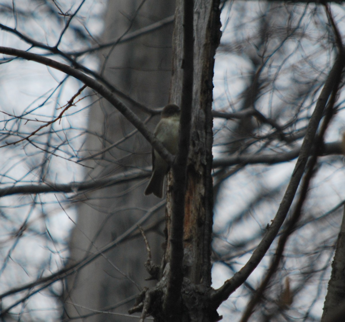 Eastern Phoebe - ML25900861