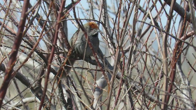 Spix's Spinetail - ML259008611