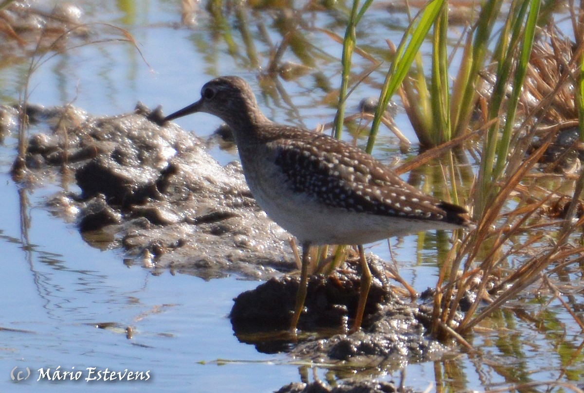 Wood Sandpiper - Mário Estevens