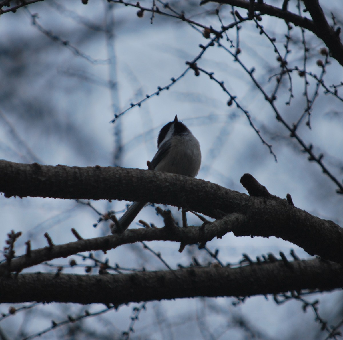 Black-capped Chickadee - ML25900901