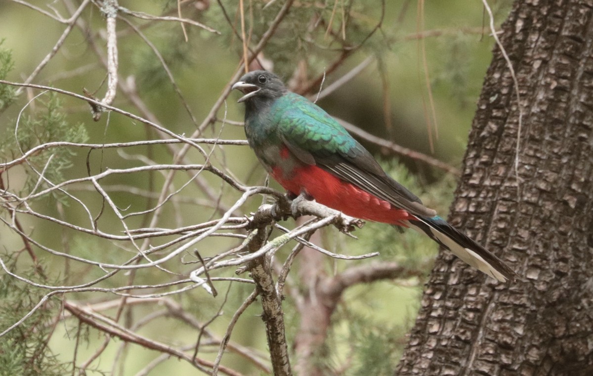 Eared Quetzal - ML259009301