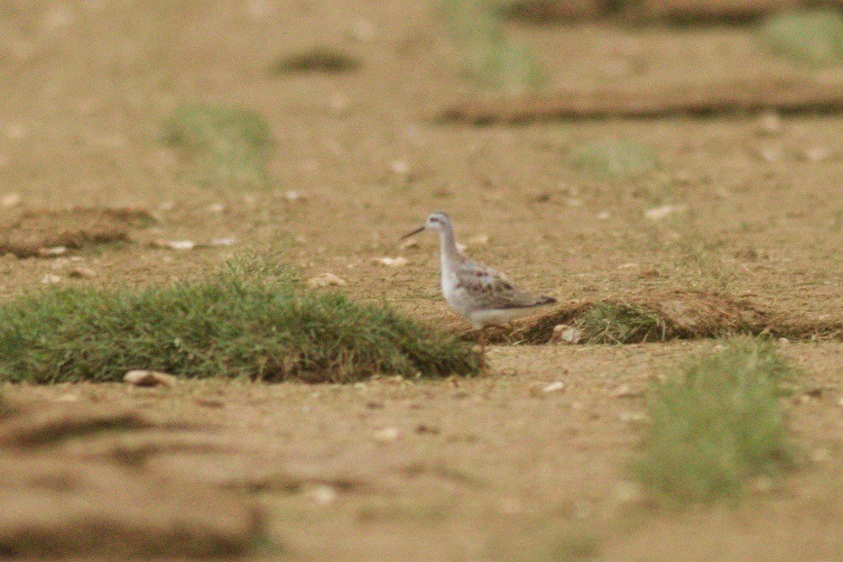 Wilson's Phalarope - ML259009611