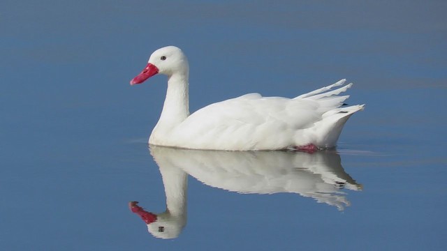 Coscoroba Swan - ML259010441