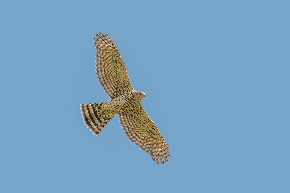 American Goshawk - ML259012821