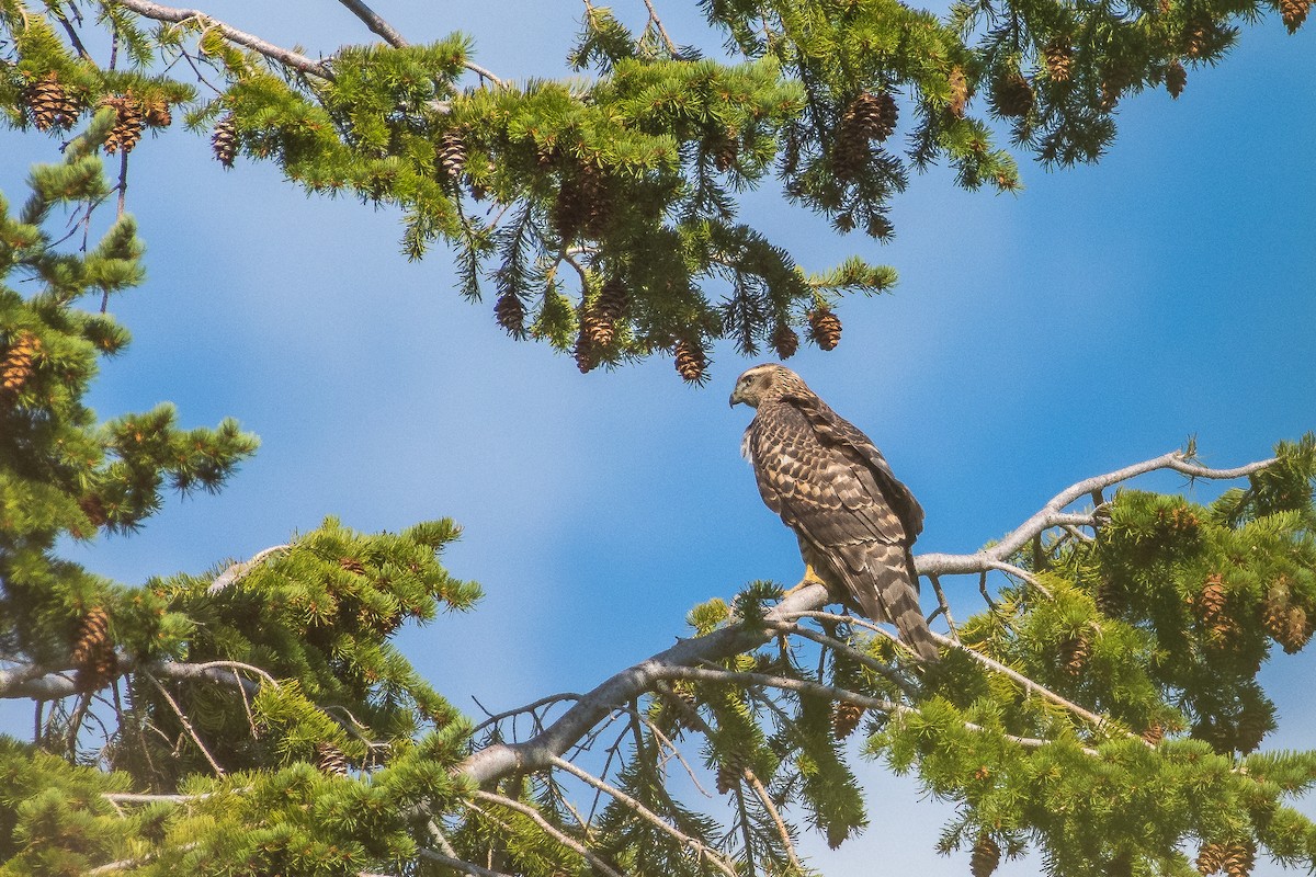 American Goshawk - ML259012901