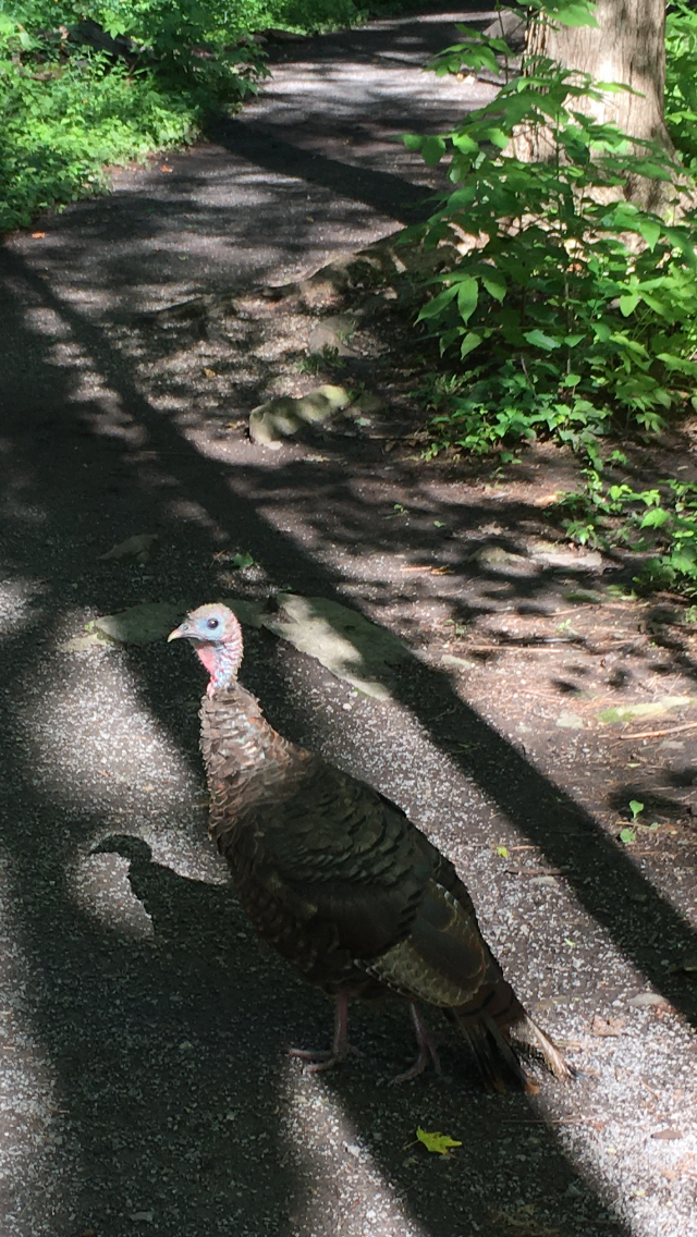 Wild Turkey - ML259013511