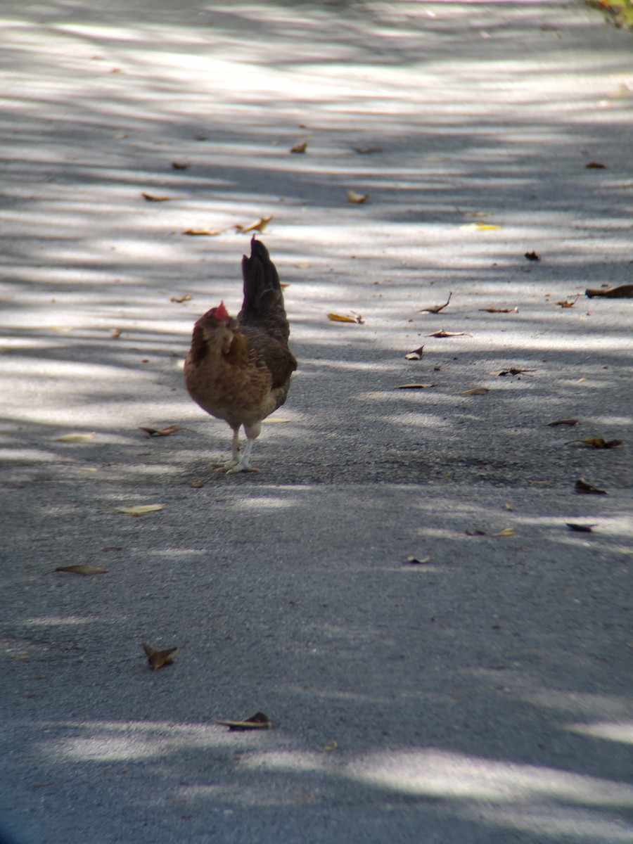 Red Junglefowl (Domestic type) - ML259014561