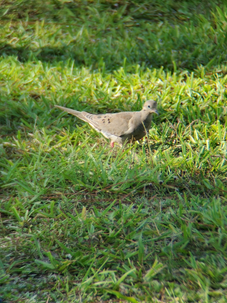 Mourning Dove - ML259014701