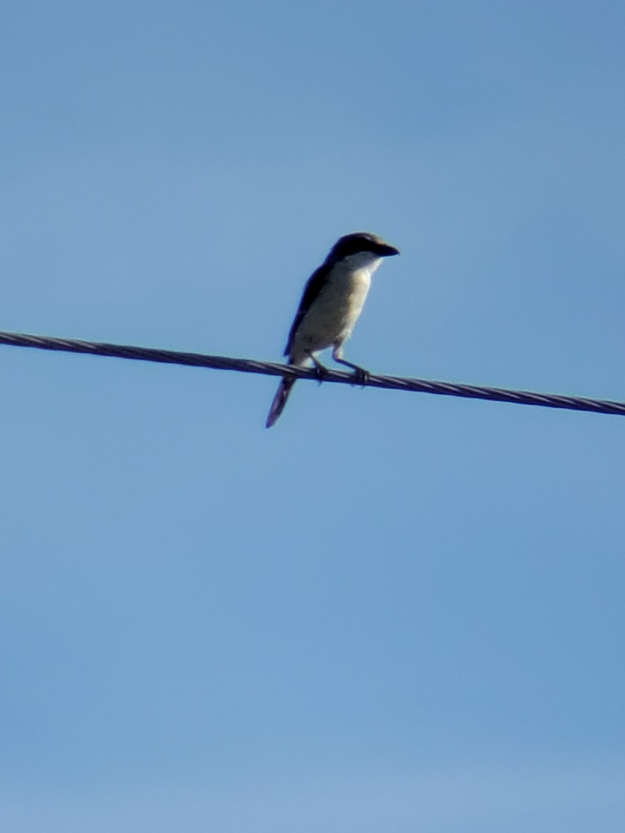 Loggerhead Shrike - ML259014711