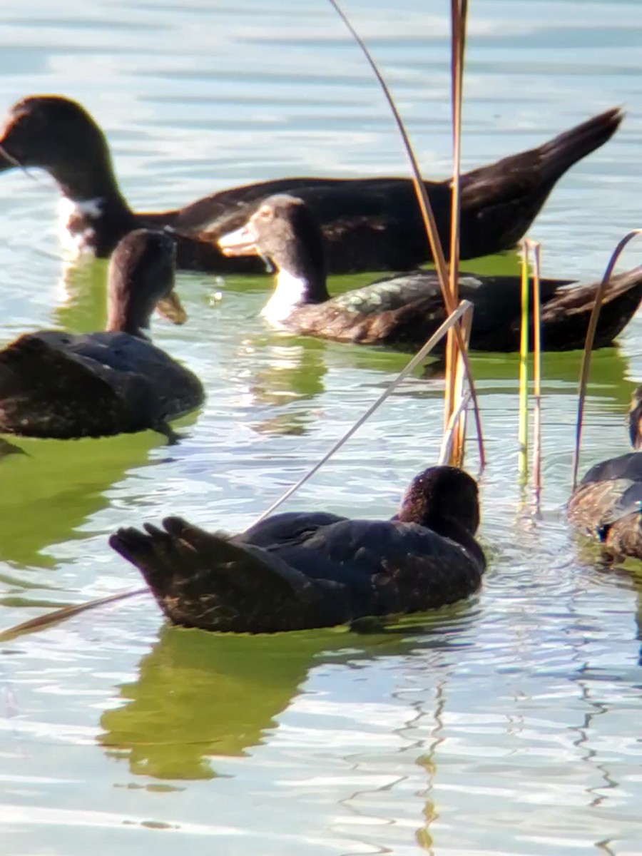 Muscovy Duck (Domestic type) - ML259014721