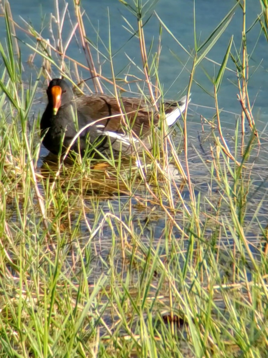 Common Gallinule - ML259014771