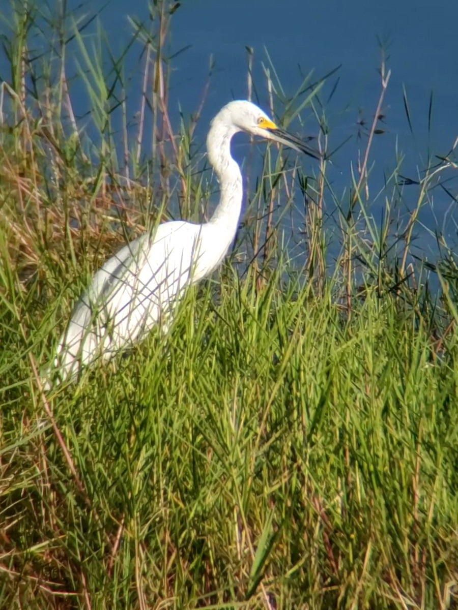 Snowy Egret - ML259014801