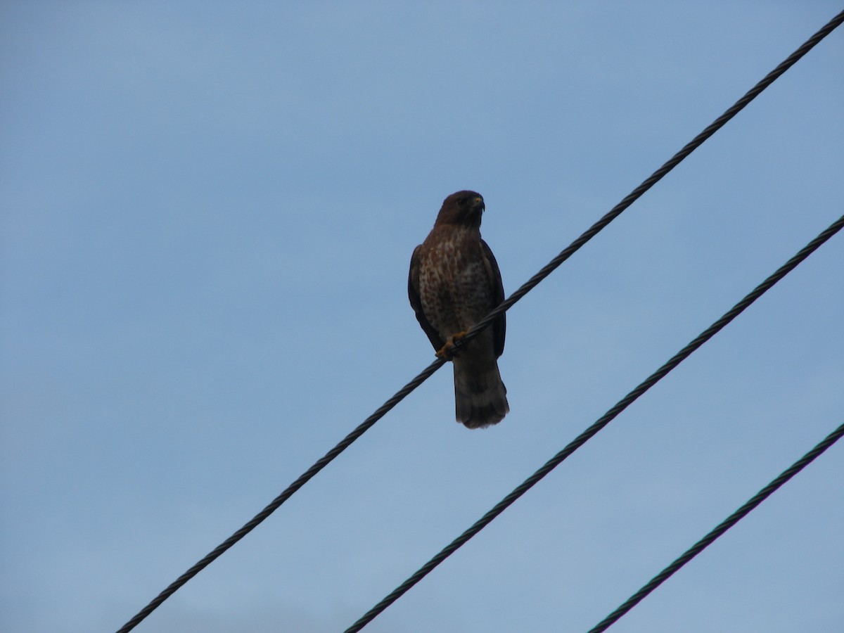 Broad-winged Hawk - ML259014841