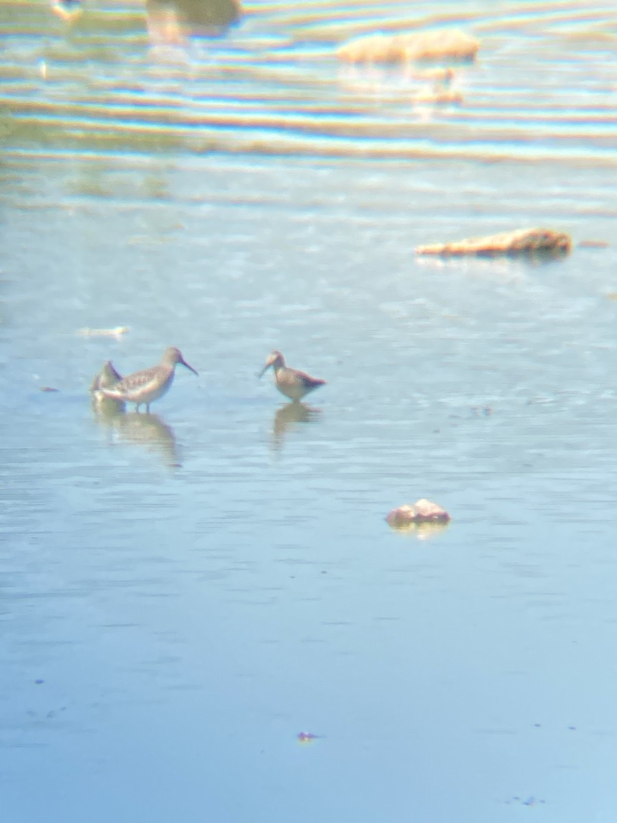 Stilt Sandpiper - Adam & Shak