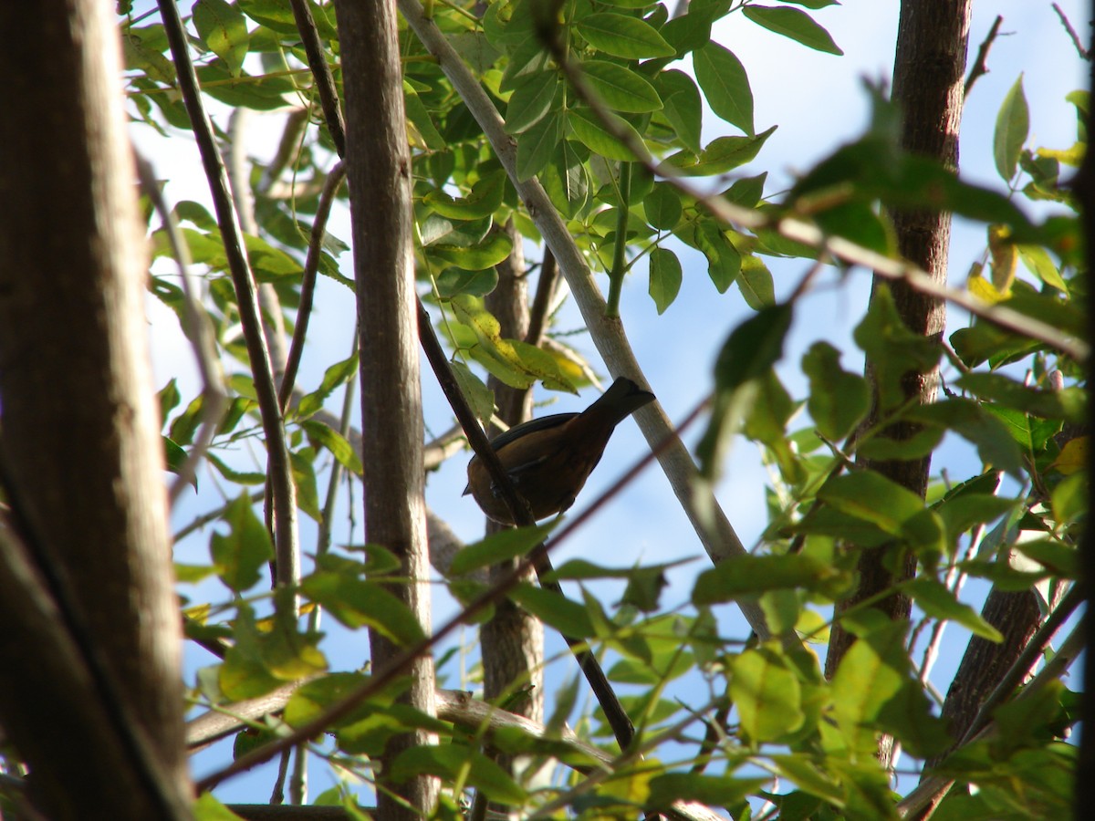 Lesser Antillean Tanager - ML259016581