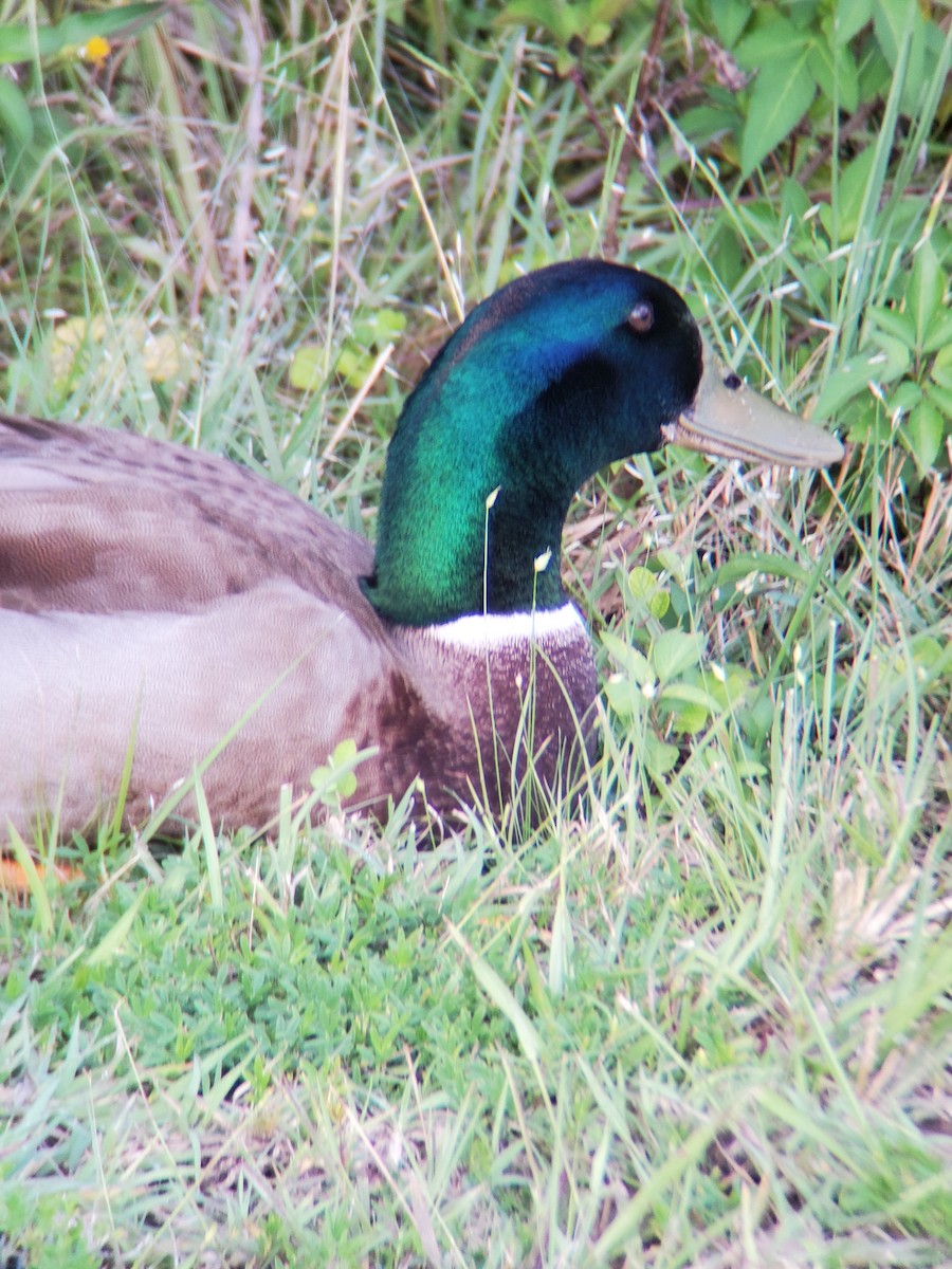 Fehlfarben-Stockente/Hausente - ML259016761