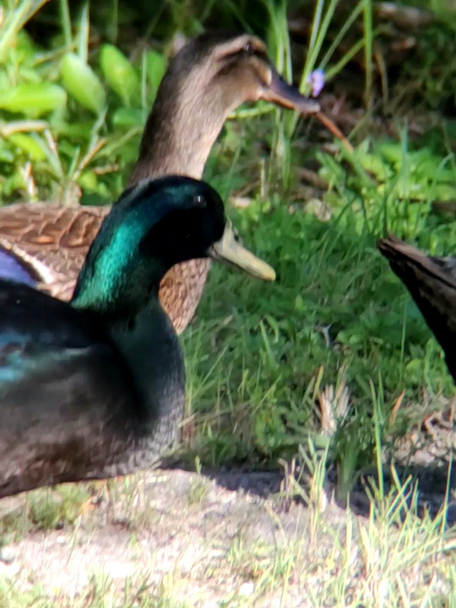 Mallard (Domestic type) - ML259016781