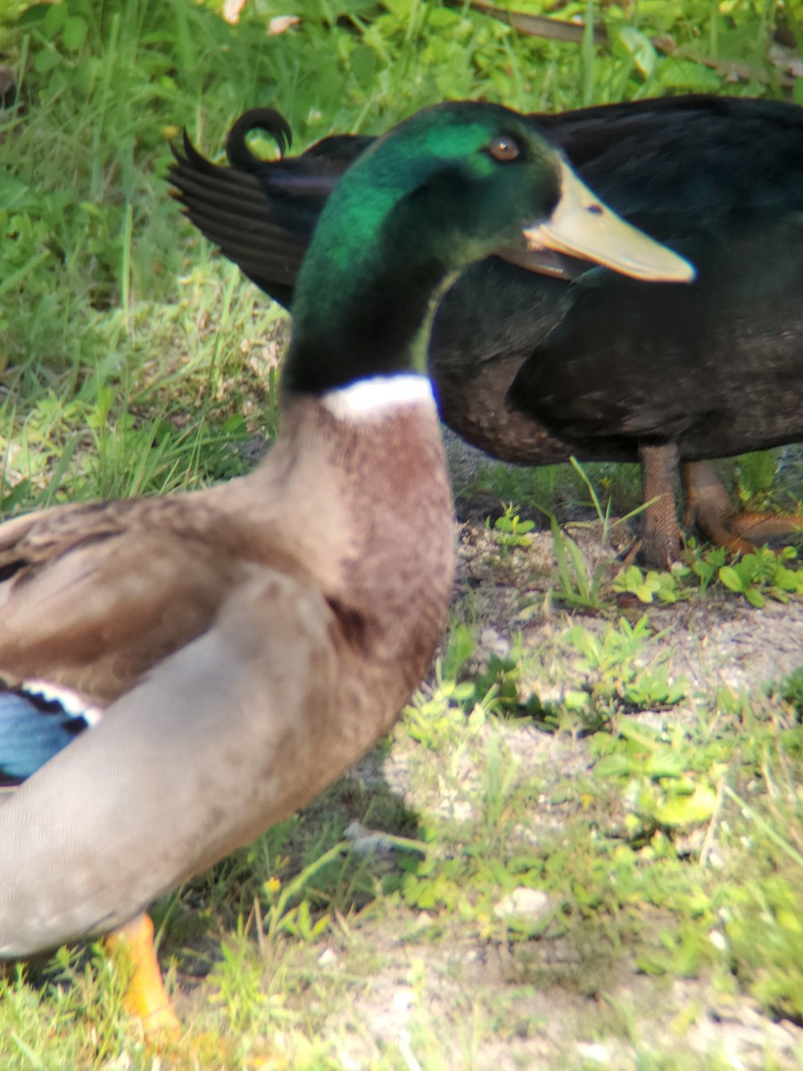 Mallard (Domestic type) - ML259016821