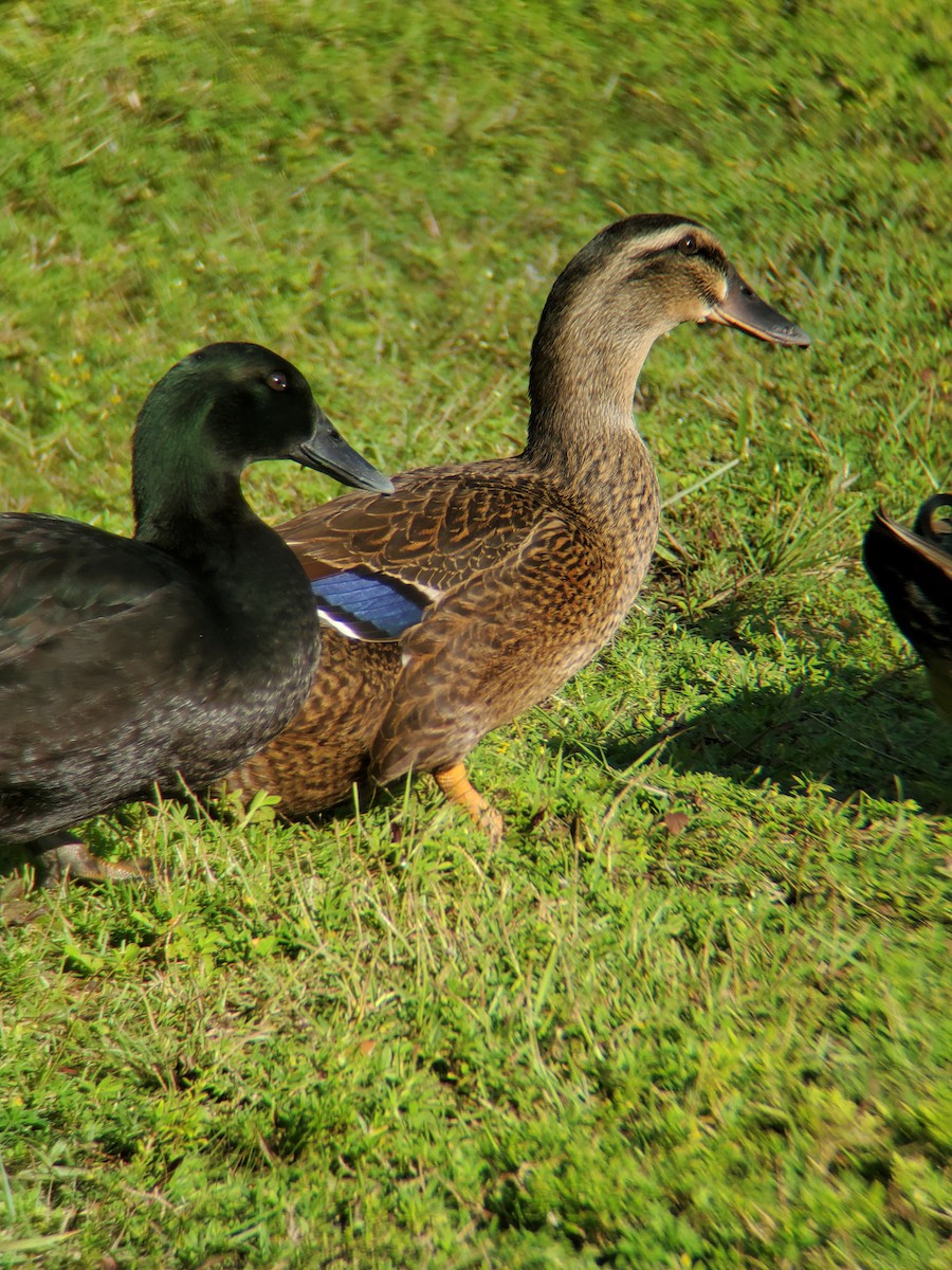 Mallard (Domestic type) - ML259016831