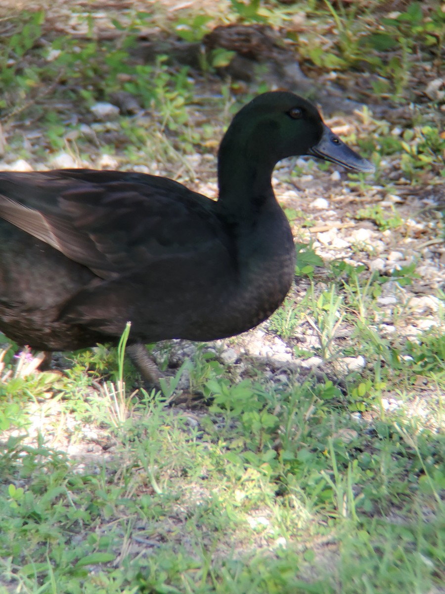 Mallard (Domestic type) - ML259016841