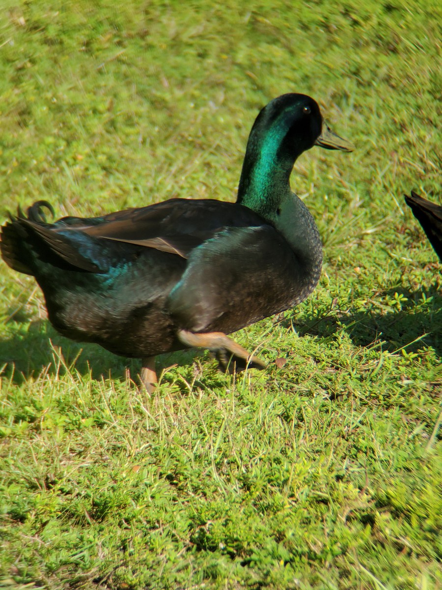 Fehlfarben-Stockente/Hausente - ML259016851