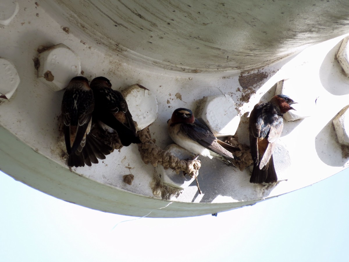 Cliff Swallow - ML25902071