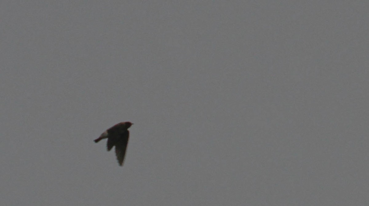 Cliff Swallow - ML259020991