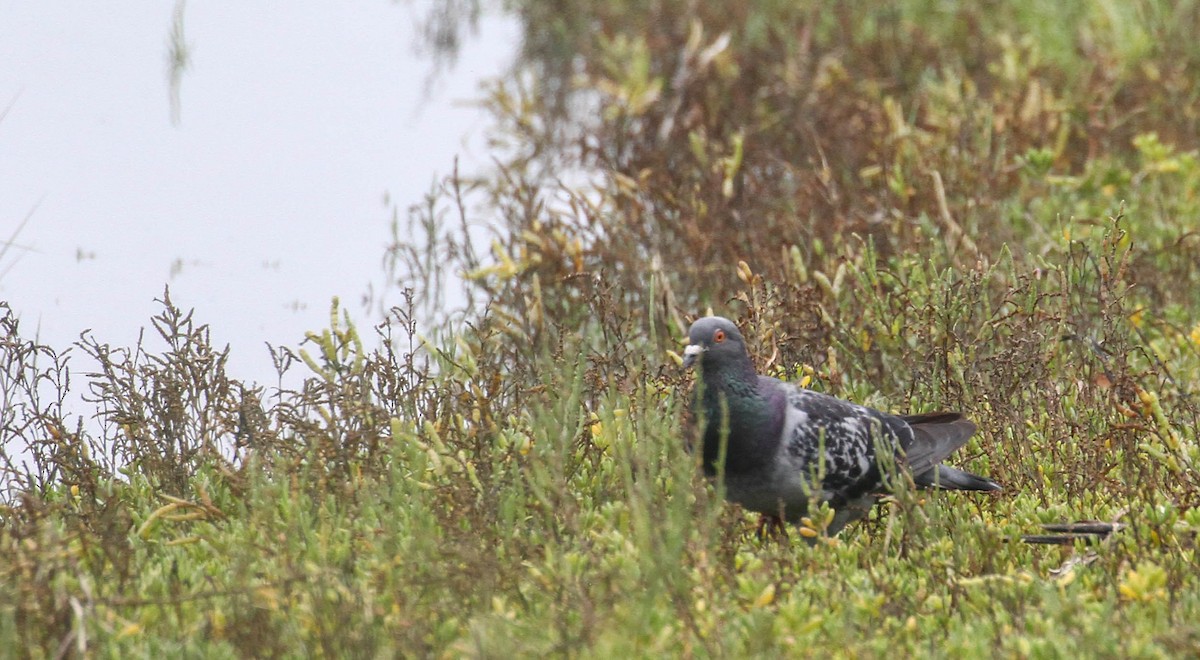 Rock Pigeon (Feral Pigeon) - ML259021311