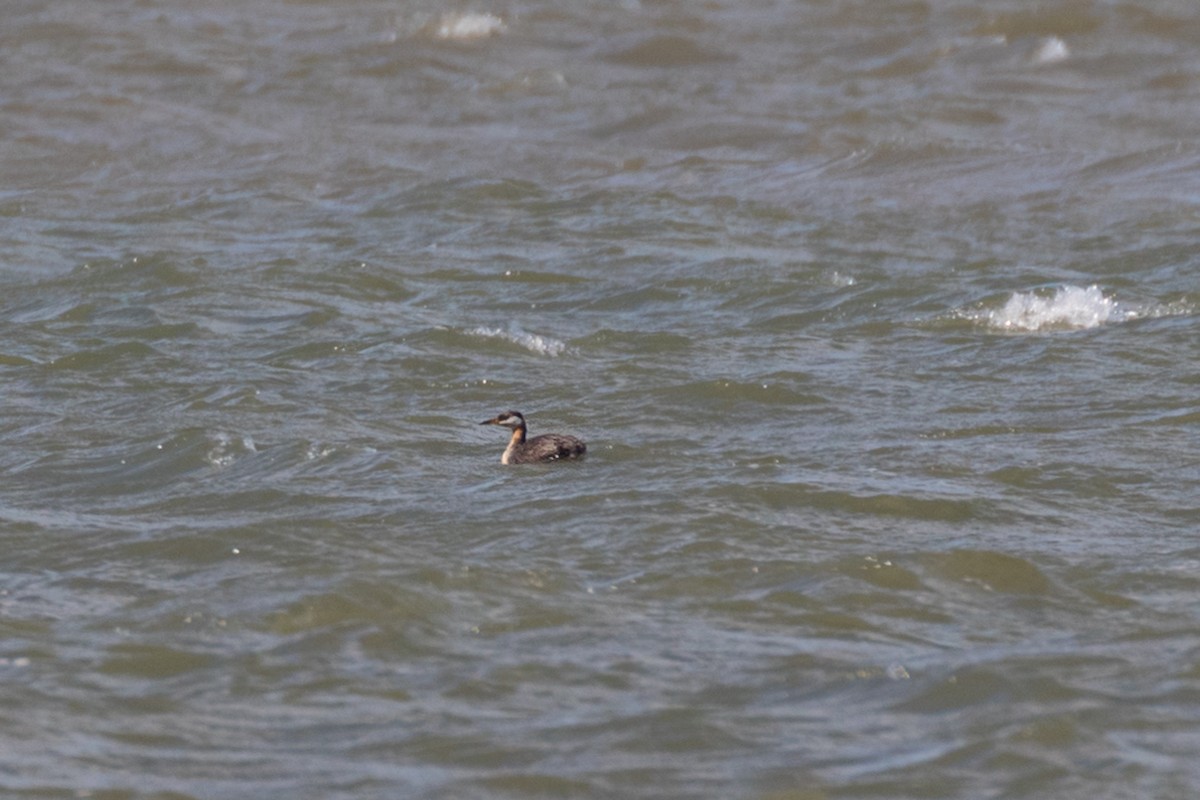 Red-necked Grebe - ML259021521