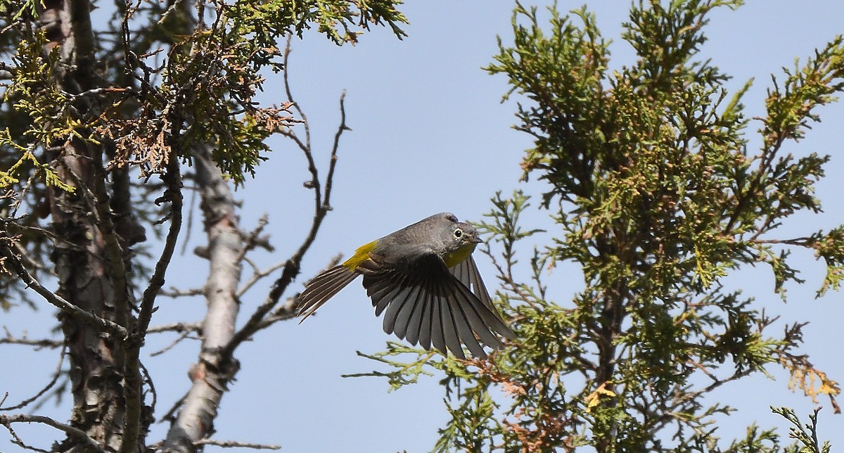 Virginia's Warbler - ML259022281