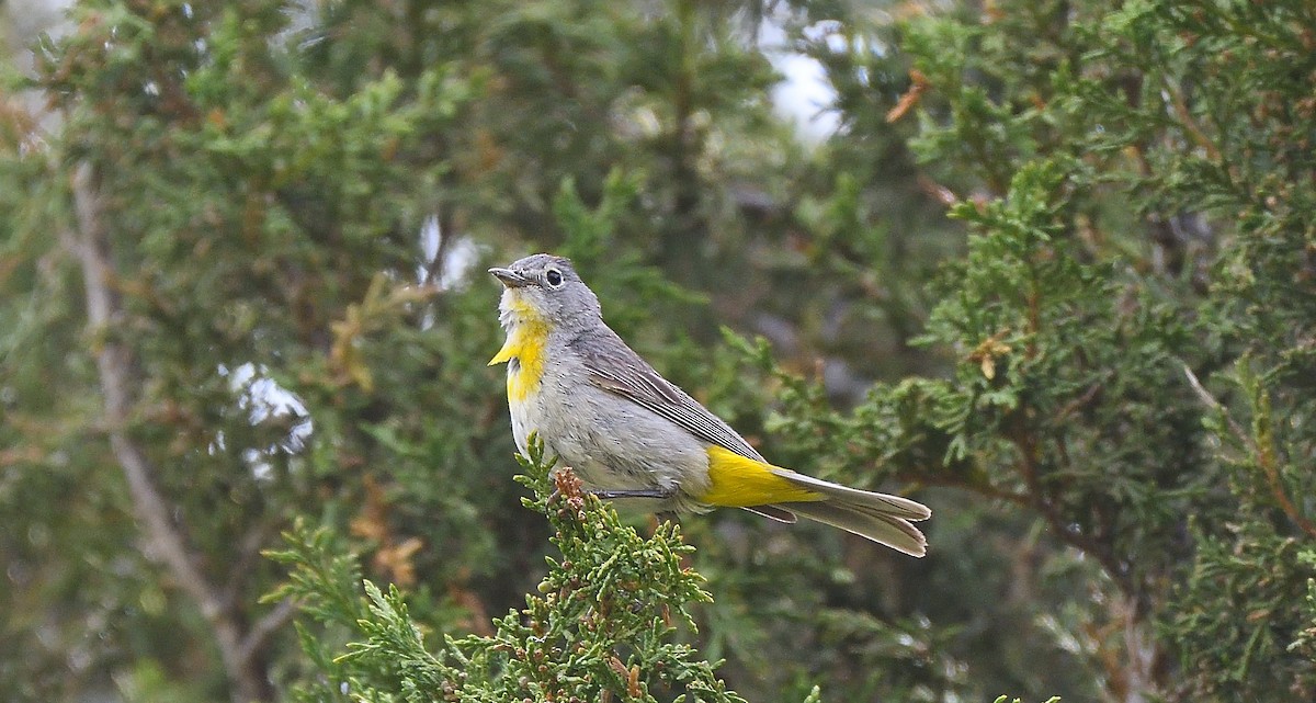 Virginia's Warbler - Steve Butterworth