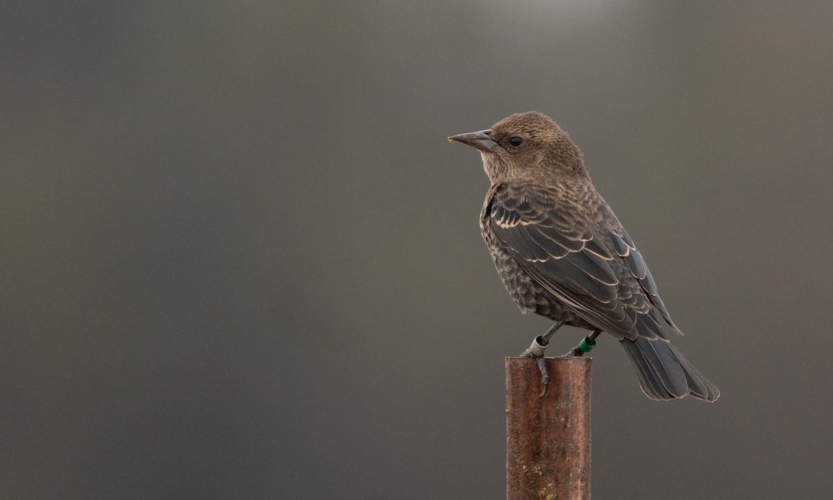 Tricolored Blackbird - Paul Fenwick