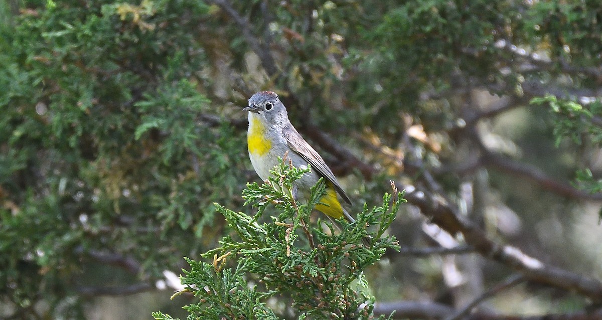 Virginia's Warbler - Steve Butterworth