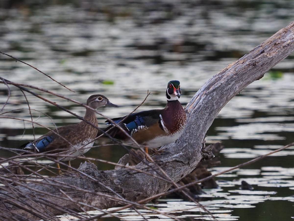 Wood Duck - ML259023611