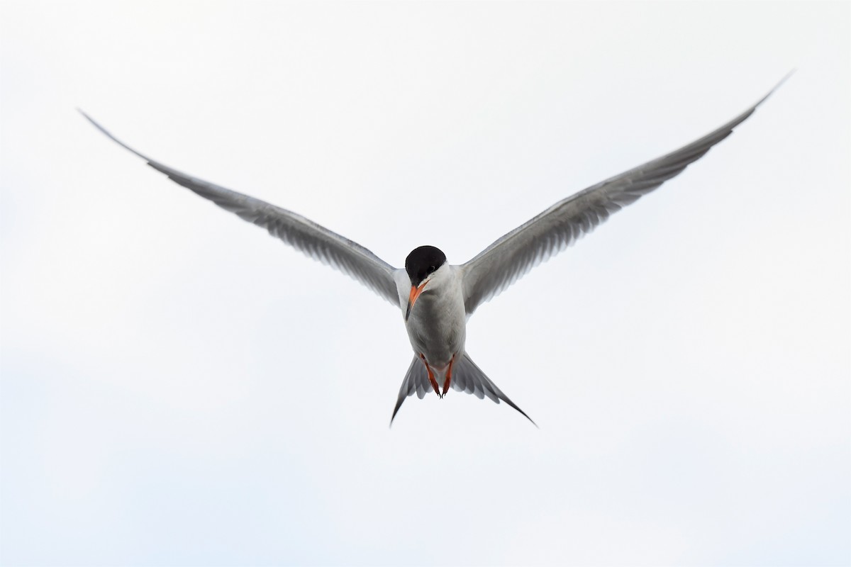 Common Tern - ML259023641