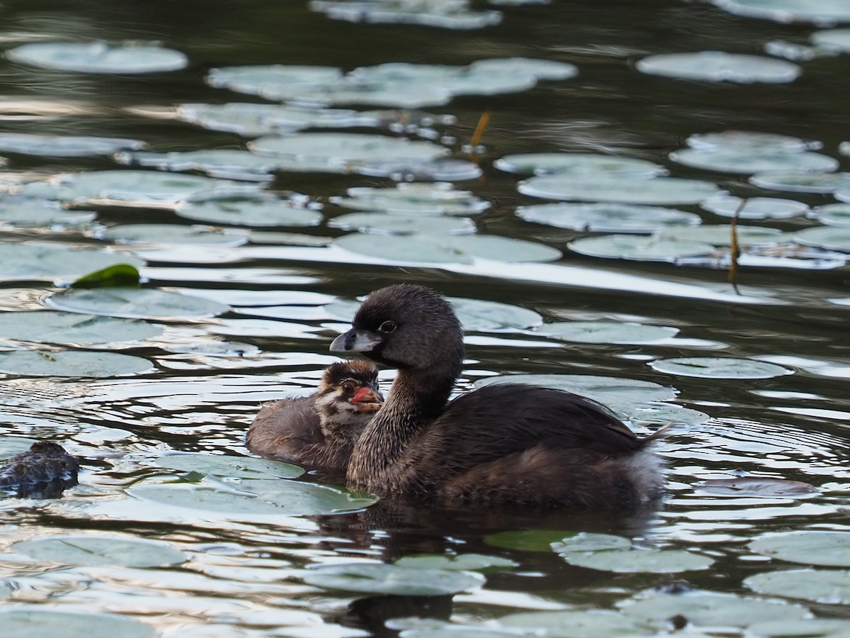 Pied-billed Grebe - ML259023691