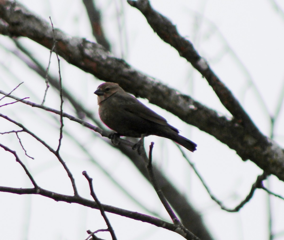 passerine sp. - ML25902441