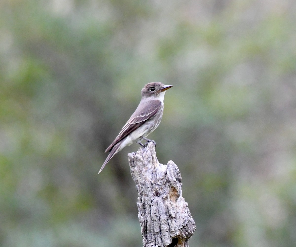 Olive-sided Flycatcher - ML259025271