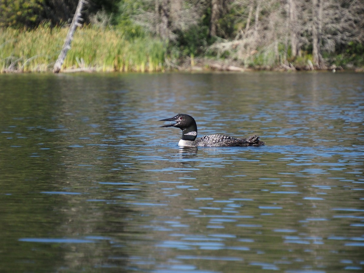 Plongeon huard - ML259025751