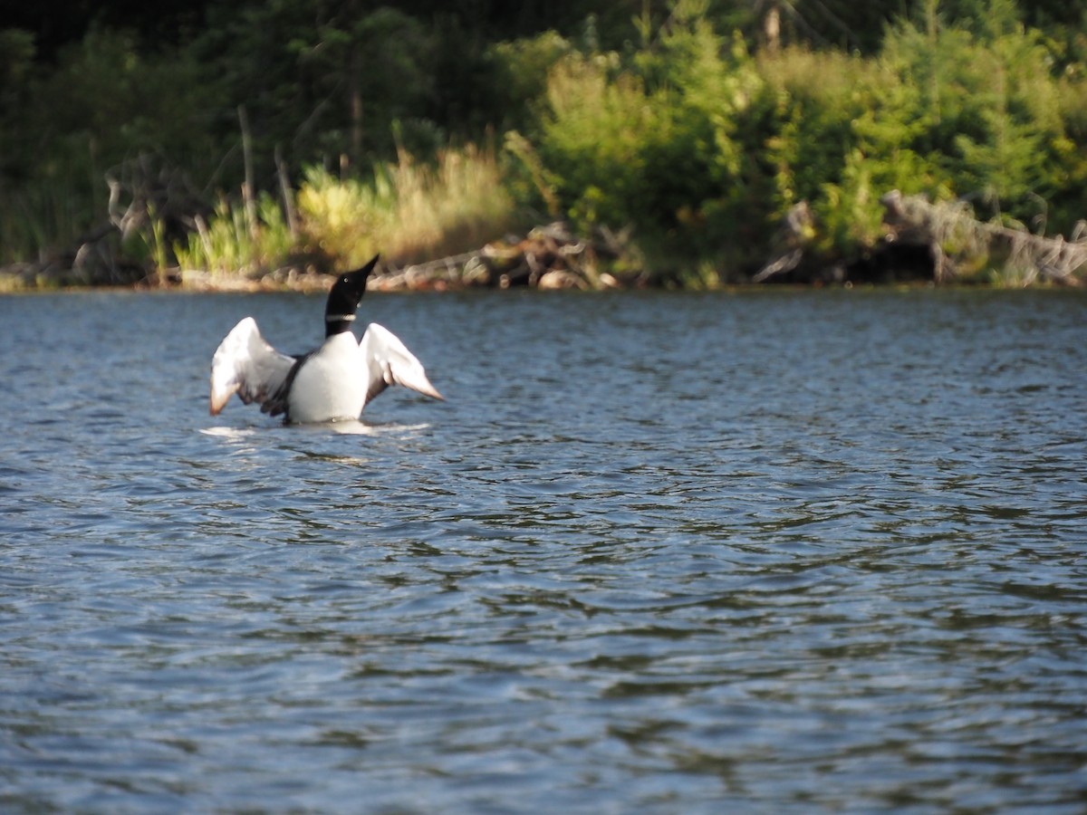 Plongeon huard - ML259026141