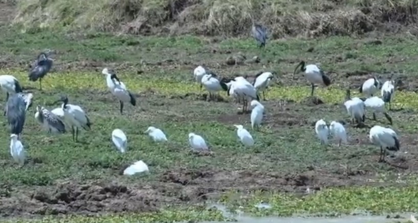 African Sacred Ibis - Anonymous