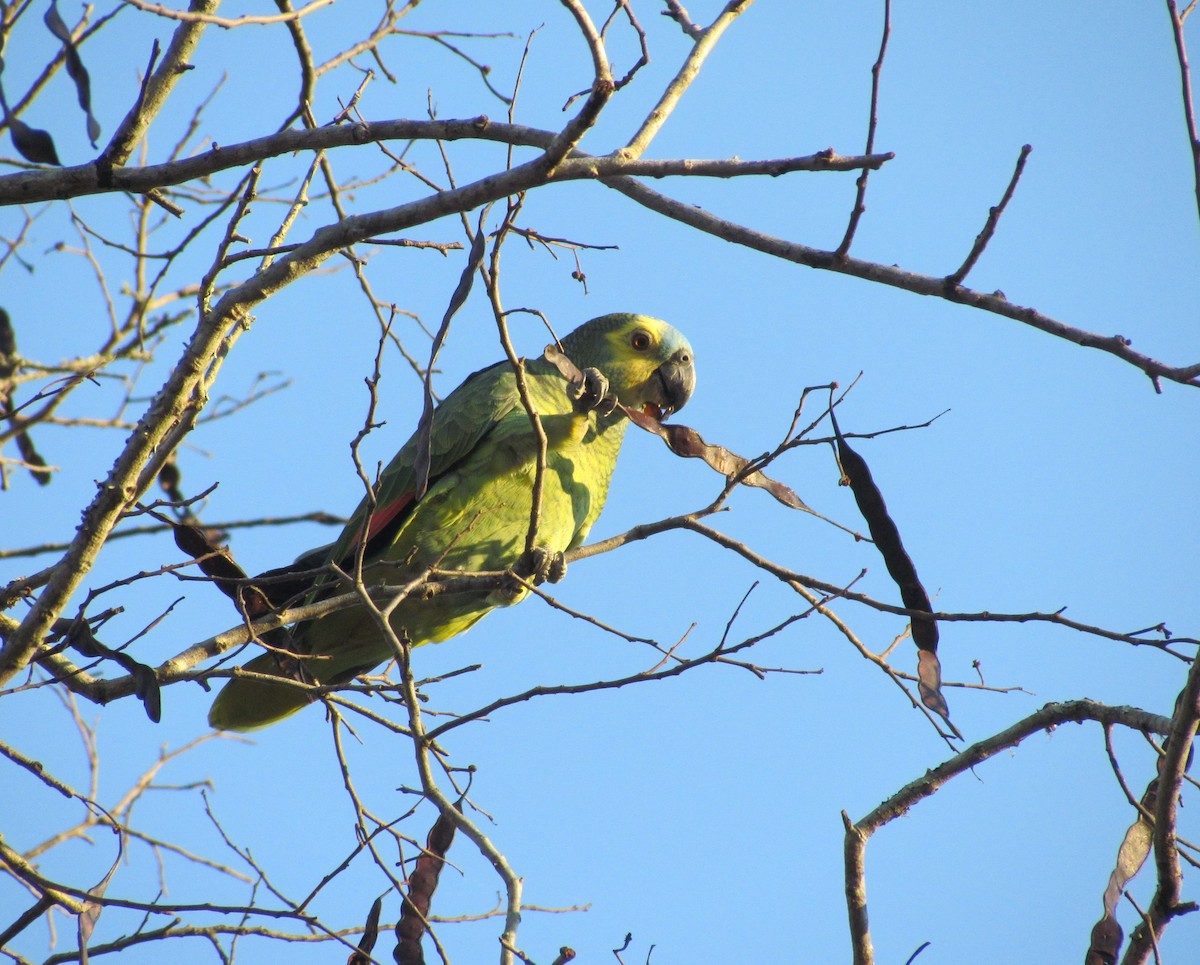 Turquoise-fronted Parrot - ML259027381